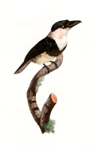 Black-billed Tamatia from Histoire Naturelle des Oiseaux de Paradis et Des Rolliers (1806) by Jacques Barraband (1767-1809).