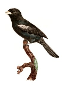Black-fronted nunbird from Histoire Naturelle des Oiseaux de Paradis et Des Rolliers (1806) by Jacques Barraband (1767-1809).. Free illustration for personal and commercial use.