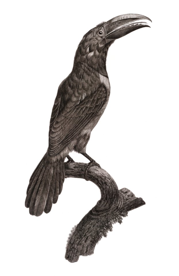 Green aracari from Histoire Naturelle des Oiseaux de Paradis et Des Rolliers (1806) by Jacques Barraband (1767-1809).