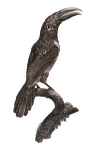 Green aracari from Histoire Naturelle des Oiseaux de Paradis et Des Rolliers (1806) by Jacques Barraband (1767-1809).