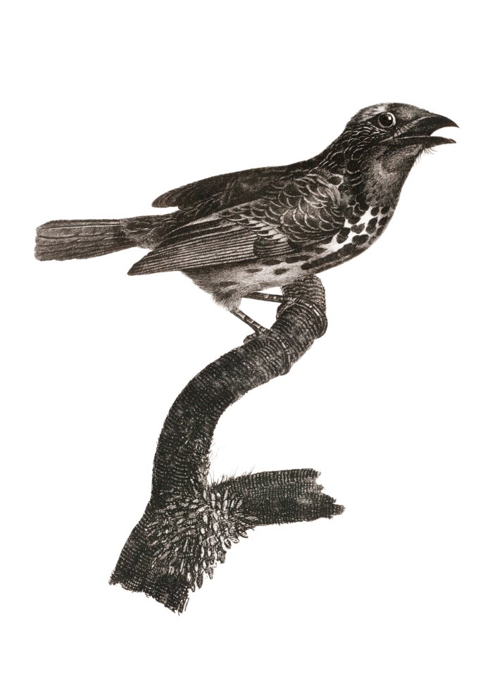 Gilded barbet from Histoire Naturelle des Oiseaux de Paradis et Des Rolliers (1806) by Jacques Barraband (1767-1809).