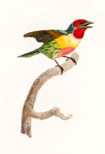 Golden-naped barbet from Histoire Naturelle des Oiseaux de Paradis et Des Rolliers (1806) by Jacques Barraband (1767-1809).. Free illustration for personal and commercial use.