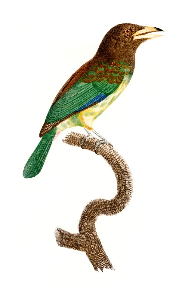 Great barbet from Histoire Naturelle des Oiseaux de Paradis et Des Rolliers (1806) by Jacques Barraband (1767-1809).