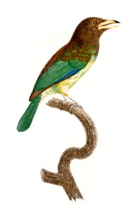 Great barbet from Histoire Naturelle des Oiseaux de Paradis et Des Rolliers (1806) by Jacques Barraband (1767-1809).. Free illustration for personal and commercial use.
