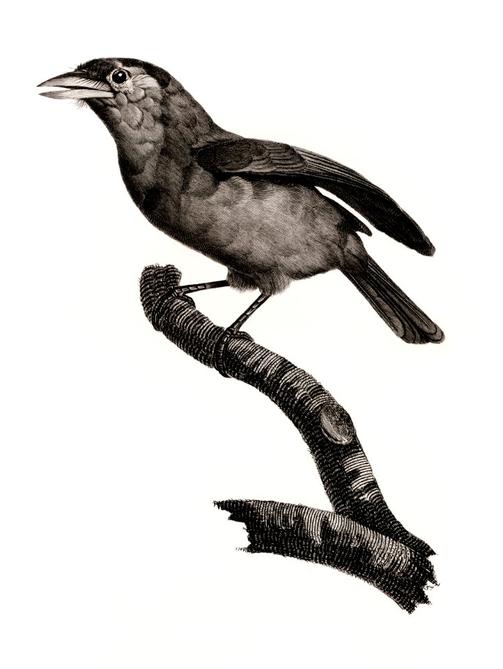 Blue-throated barbet from Histoire Naturelle des Oiseaux de Paradis et Des Rolliers (1806) by Jacques Barraband (1767-1809).