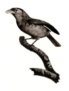 Blue-throated barbet from Histoire Naturelle des Oiseaux de Paradis et Des Rolliers (1806) by Jacques Barraband (1767-1809).