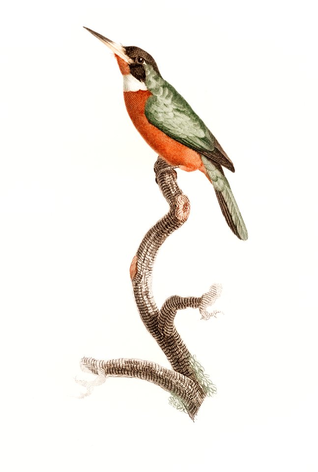 Yellow-billed jacamar from Histoire Naturelle des Oiseaux de Paradis et Des Rolliers (1806) by Jacques Barraband (1767-1809).