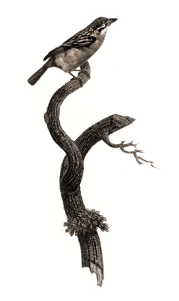 Barbet, male from Histoire Naturelle des Oiseaux de Paradis et Des Rolliers (1806) by Jacques Barraband (1767-1809).