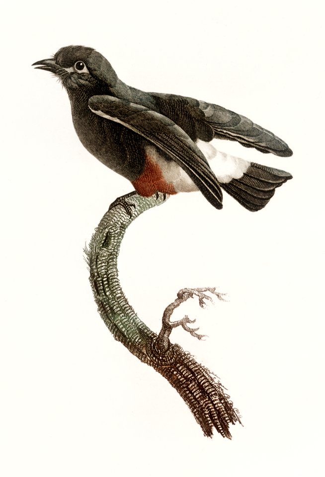 Swallow-winged puffbird from Histoire Naturelle des Oiseaux de Paradis et Des Rolliers (1806) by Jacques Barraband (1767-1809).
