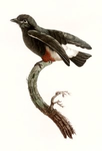 Swallow-winged puffbird from Histoire Naturelle des Oiseaux de Paradis et Des Rolliers (1806) by Jacques Barraband (1767-1809).