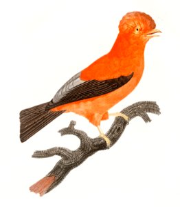 Andean cock-of-the-rock from Histoire Naturelle des Oiseaux de Paradis et Des Rolliers (1806) by Jacques Barraband (1767-1809).