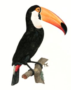 Toco toucan from Histoire Naturelle des Oiseaux de Paradis et Des Rolliers (1806) by Jacques Barraband (1767-1809).. Free illustration for personal and commercial use.