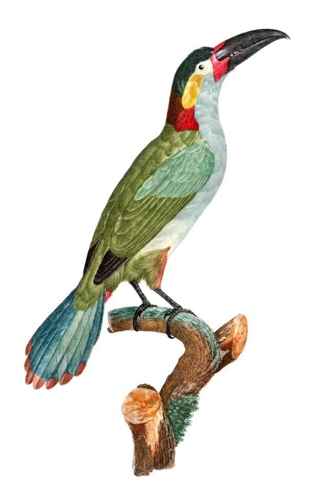 Black-necked Aracari, female from Histoire Naturelle des Oiseaux de Paradis et Des Rolliers (1806) by Jacques Barraband (1767-1809).