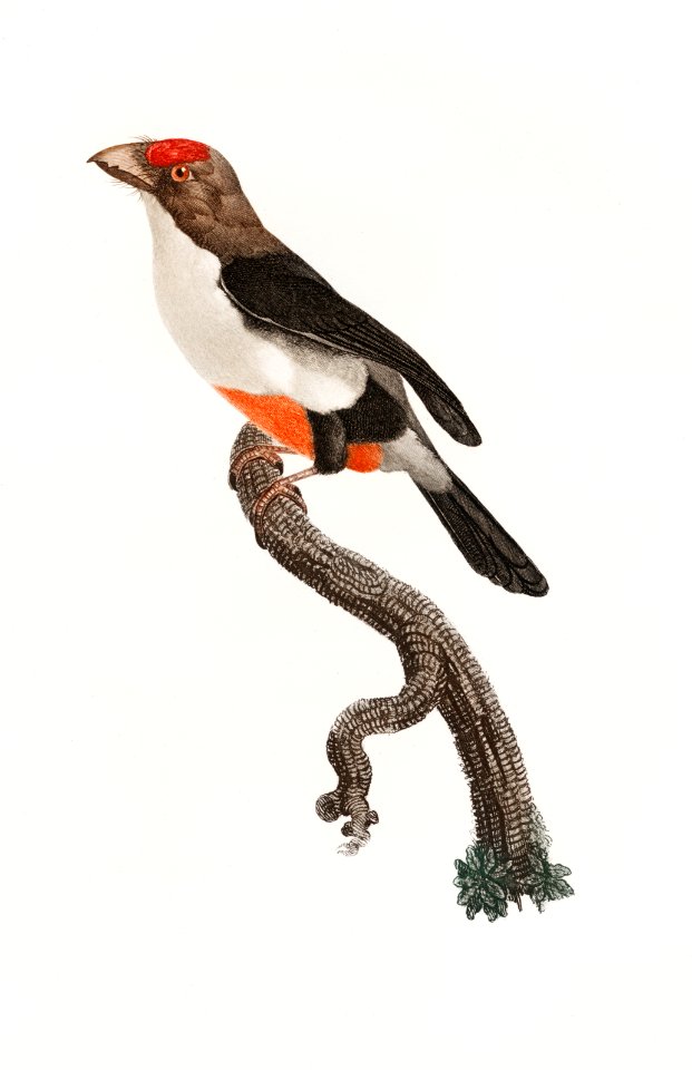 Little barbet from Histoire Naturelle des Oiseaux de Paradis et Des Rolliers (1806) by Jacques Barraband (1767-1809).