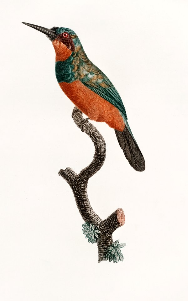 Green-tailed Jacamar,female from Histoire Naturelle des Oiseaux de Paradis et Des Rolliers (1806) by Jacques Barraband (1767-1809).