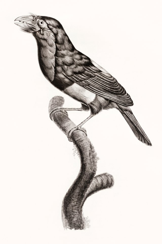 Coppersmith barbet from Histoire Naturelle des Oiseaux de Paradis et Des Rolliers (1806) by Jacques Barraband (1767-1809).