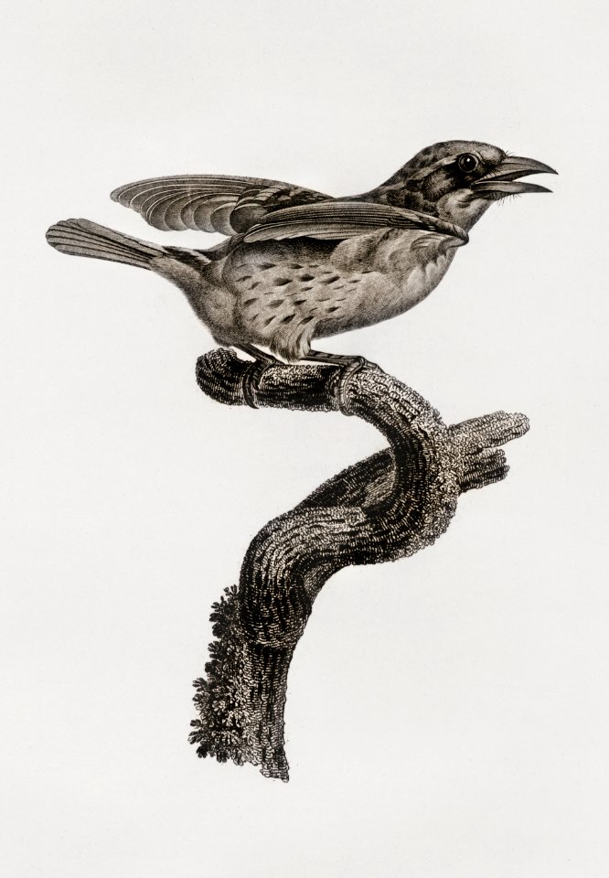 Bearded tachuri from Histoire Naturelle des Oiseaux de Paradis et Des Rolliers (1806) by Jacques Barraband (1767-1809).