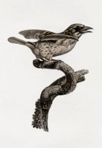 Bearded tachuri from Histoire Naturelle des Oiseaux de Paradis et Des Rolliers (1806) by Jacques Barraband (1767-1809).