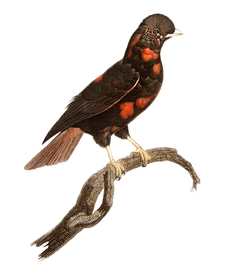 Young cock of the rock from Histoire Naturelle des Oiseaux de Paradis et Des Rolliers (1806) by Jacques Barraband (1767-1809).