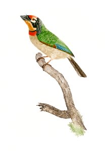 Black-collared barbet from Histoire Naturelle des Oiseaux de Paradis et Des Rolliers (1806) by Jacques Barraband (1767-1809).. Free illustration for personal and commercial use.