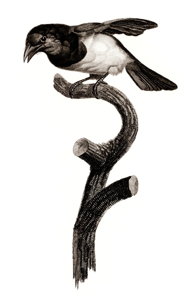 Black barbet from Histoire Naturelle des Oiseaux de Paradis et Des Rolliers (1806) by Jacques Barraband (1767-1809).