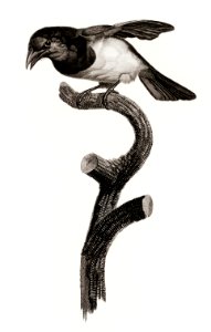 Black barbet from Histoire Naturelle des Oiseaux de Paradis et Des Rolliers (1806) by Jacques Barraband (1767-1809).