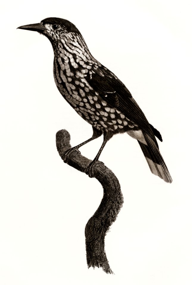 Nutcracker from Histoire Naturelle des Oiseaux de Paradis et Des Rolliers (1806) by Jacques Barraband (1767-1809).