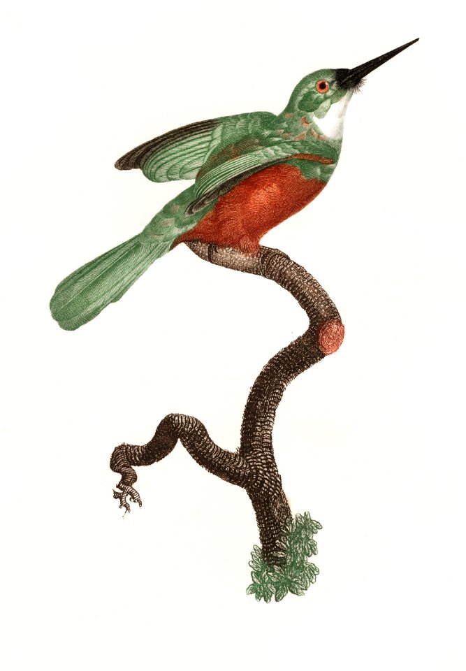 Green-tailed Jacamar,male from Histoire Naturelle des Oiseaux de Paradis et Des Rolliers (1806) by Jacques Barraband (1767-1809).