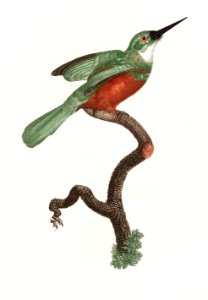 Green-tailed Jacamar,male from Histoire Naturelle des Oiseaux de Paradis et Des Rolliers (1806) by Jacques Barraband (1767-1809).. Free illustration for personal and commercial use.