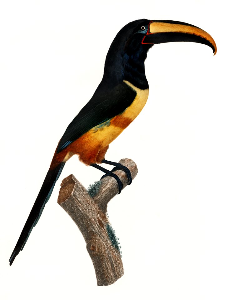 Old red belt aracari from Histoire Naturelle des Oiseaux de Paradis et Des Rolliers (1806) by Jacques Barraband (1767-1809).