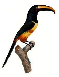 Old red belt aracari from Histoire Naturelle des Oiseaux de Paradis et Des Rolliers (1806) by Jacques Barraband (1767-1809).. Free illustration for personal and commercial use.