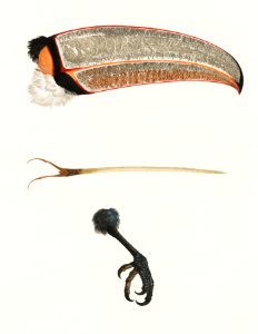 Toco foot, beak and tongue from Histoire Naturelle des Oiseaux de Paradis et Des Rolliers (1806) by Jacques Barraband (1767-1809).. Free illustration for personal and commercial use.