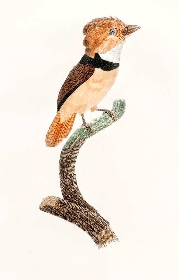 Black-necked stilt from Histoire Naturelle des Oiseaux de Paradis et Des Rolliers (1806) by Jacques Barraband (1767-1809).