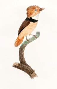 Black-necked stilt from Histoire Naturelle des Oiseaux de Paradis et Des Rolliers (1806) by Jacques Barraband (1767-1809).. Free illustration for personal and commercial use.