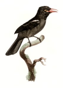 Red-billed Barbacoa from Histoire Naturelle des Oiseaux de Paradis et Des Rolliers (1806) by Jacques Barraband (1767-1809).