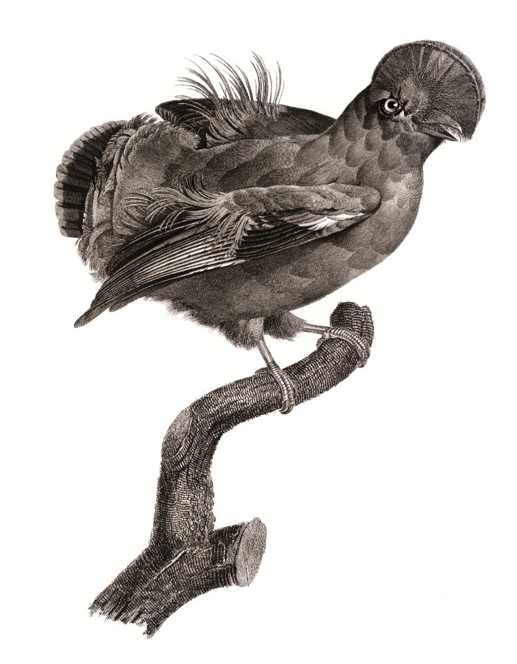 Guianan cock-of-the-rock, male from Histoire Naturelle des Oiseaux de Paradis et Des Rolliers (1806) by Jacques Barraband (1767-1809).
