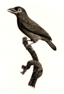Prong-billed barbet from Histoire Naturelle des Oiseaux de Paradis et Des Rolliers (1806) by Jacques Barraband (1767-1809).
