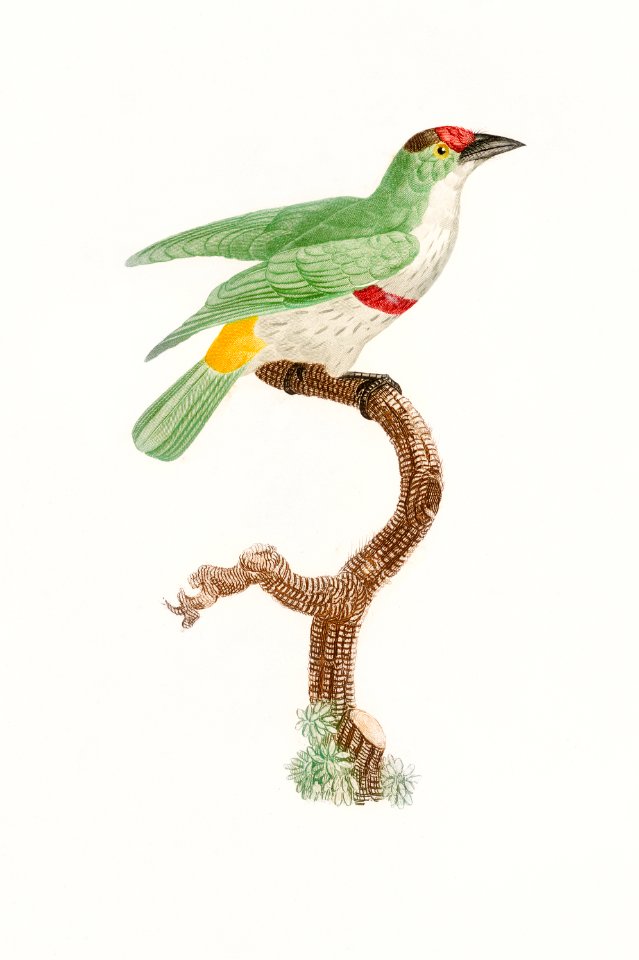 Red-belt barbet from Histoire Naturelle des Oiseaux de Paradis et Des Rolliers (1806) by Jacques Barraband (1767-1809).