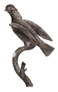 Guianan cock-of-the-rock, female from Histoire Naturelle des Oiseaux de Paradis et Des Rolliers (1806) by Jacques Barraband (1767-1809).