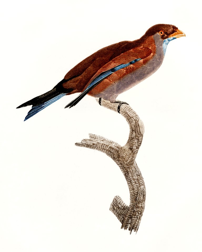 Little Lilac-breasted roller from Histoire Naturelle des Oiseaux de Paradis et Des Rolliers (1806) by Jacques Barraband (1767-1809).. Free illustration for personal and commercial use.