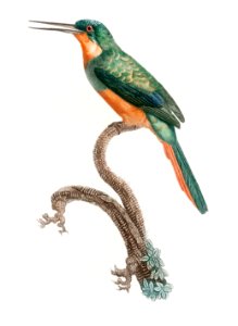 Rufous-tailed Jacamar from Histoire Naturelle des Oiseaux de Paradis et Des Rolliers (1806) by Jacques Barraband (1767-1809).