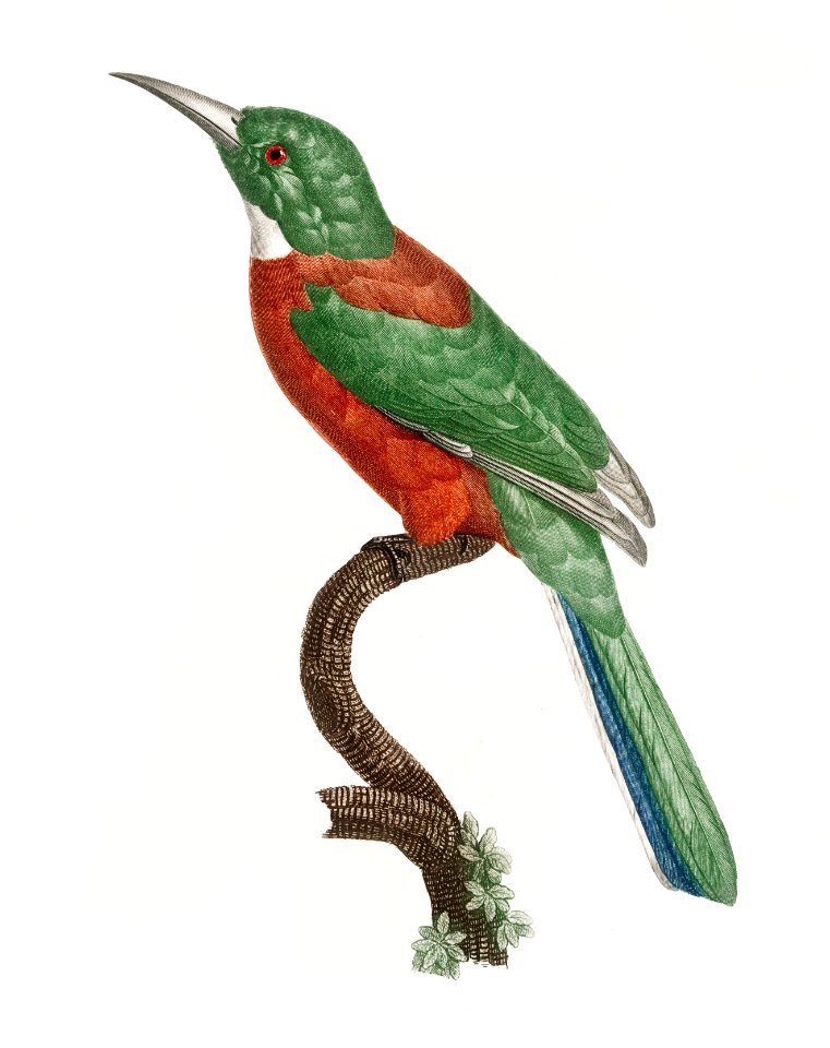 Great Jacamar from Histoire Naturelle des Oiseaux de Paradis et Des Rolliers (1806) by Jacques Barraband (1767-1809).