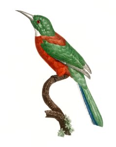 Great Jacamar from Histoire Naturelle des Oiseaux de Paradis et Des Rolliers (1806) by Jacques Barraband (1767-1809).. Free illustration for personal and commercial use.