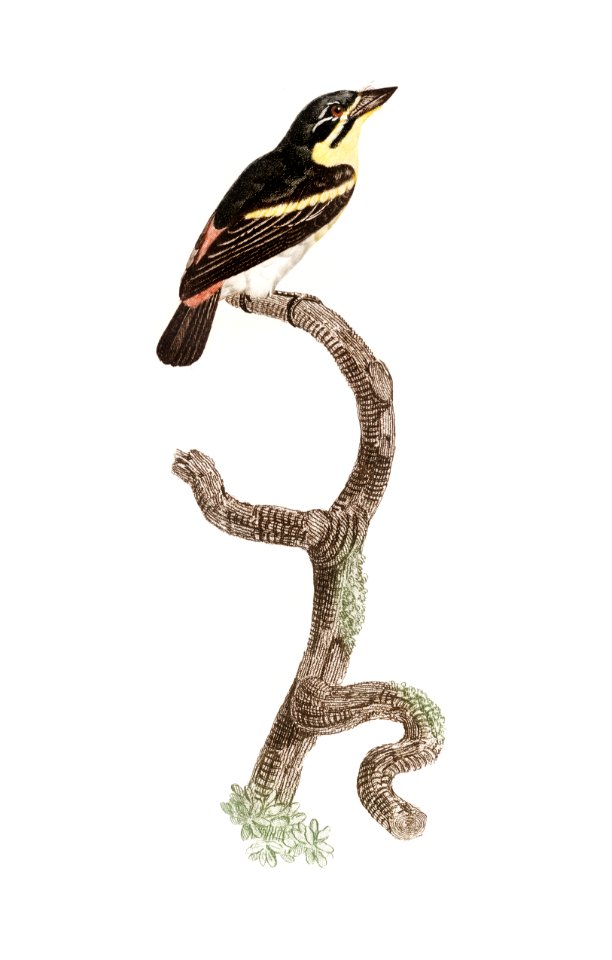 Red-rumped tinkerbird from Histoire Naturelle des Oiseaux de Paradis et Des Rolliers (1806) by Jacques Barraband (1767-1809).