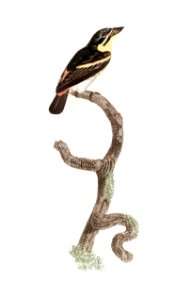 Red-rumped tinkerbird from Histoire Naturelle des Oiseaux de Paradis et Des Rolliers (1806) by Jacques Barraband (1767-1809).