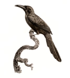 Jacamar from Histoire Naturelle des Oiseaux de Paradis et Des Rolliers (1806) by Jacques Barraband (1767-1809).