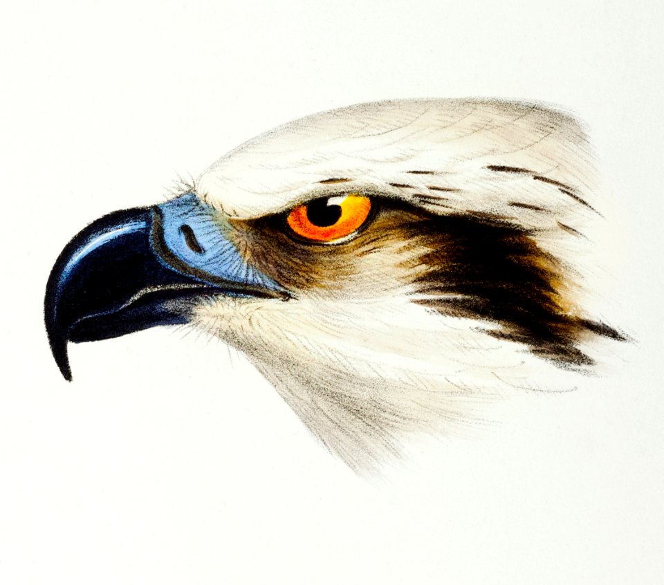 White-headed Osprey (Pandion leucocephalus) illustrated from A Synopsis of the Birds of Australia and the Adjacent Islands (1837) by John Gould (1804-1881).