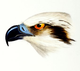 White-headed Osprey (Pandion leucocephalus) illustrated from A Synopsis of the Birds of Australia and the Adjacent Islands (1837) by John Gould (1804-1881).