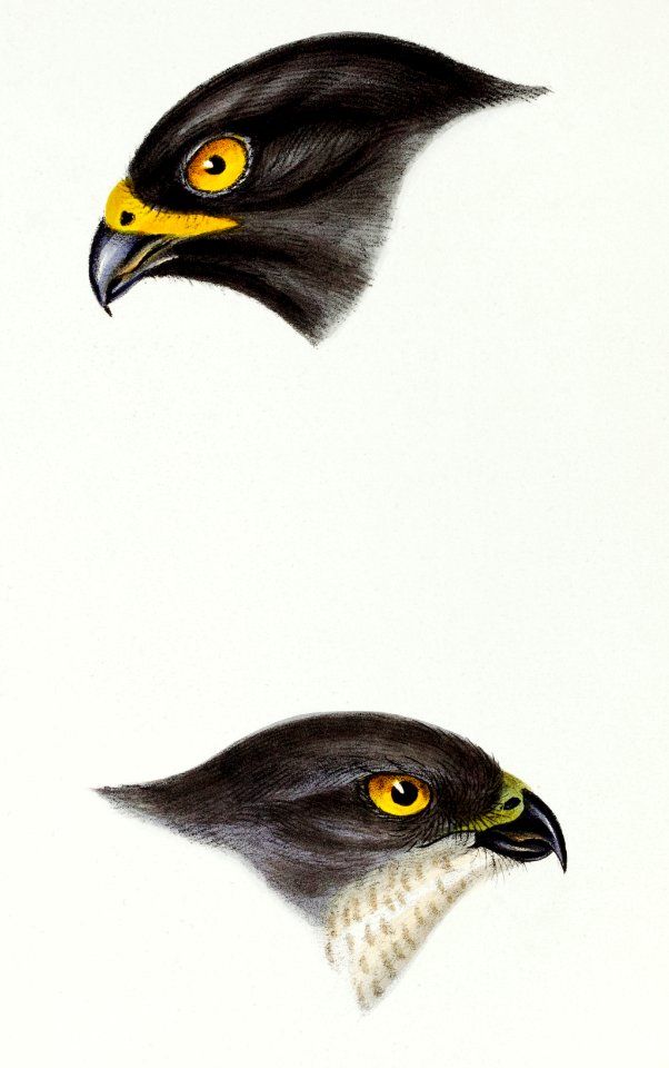 1. Black sparrow hawk (accipiter niger) 2. Collared sparrow Hawk (Accipiter Torquatus) illustrated from A Synopsis of the Birds of Australia and the Adjacent Islands (1837) by John Gould (1804-1881).