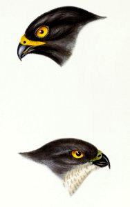 1. Black sparrow hawk (accipiter niger) 2. Collared sparrow Hawk (Accipiter Torquatus) illustrated from A Synopsis of the Birds of Australia and the Adjacent Islands (1837) by John Gould (1804-1881).